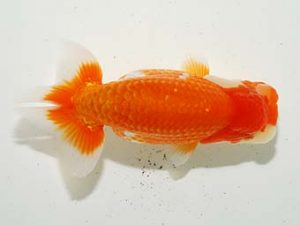 東部本部大会 取締一 室岡賢治 葛飾愛魚 東部本部大会 取締一 室岡賢治 葛飾愛魚