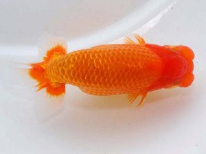 東部本部大会 取締二 秋元和男 房総 東部本部大会 取締二 秋元和男 房総