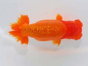 東部本部大会 東関脇 壁谷俊彦 横浜観魚 東部本部大会 東関脇 壁谷俊彦 横浜観魚