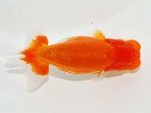 東部本部大会 西関脇 野口正樹 両毛愛魚 東部本部大会 西関脇 野口正樹 両毛愛魚