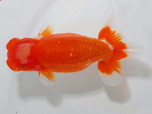 東部本部大会 東小結 中村正志 両毛愛魚 東部本部大会 東小結 中村正志 両毛愛魚