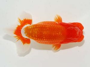 東部本部大会 西小結 野島隆一 房総 東部本部大会 西小結 野島隆一 房総