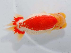 東部本部大会 東大関 青木浩一 観魚 東部本部大会 東大関 青木浩一 観魚