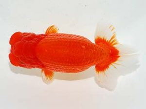 東部本部大会 勧進元一 高津克人 葛飾愛魚 東部本部大会 勧進元一 高津克人 葛飾愛魚