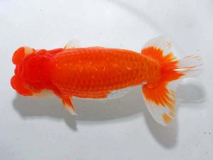 東部本部大会 勧進元二 秋元和男 房総 東部本部大会 勧進元二 秋元和男 房総