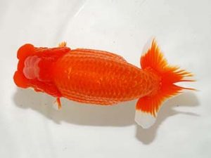 東部本部大会 行司一 丸山克昌 好鱗会 東部本部大会 行司一 丸山克昌 好鱗会