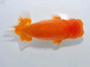 東部本部大会 行司二 長井俊之 葛飾愛魚 東部本部大会 行司二 長井俊之 葛飾愛魚