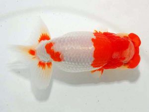 東部本部大会 行司三 坂場克身 観魚 東部本部大会 行司三 坂場克身 観魚