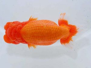 東部本部大会 脇行司一 登嶋秀法 喜楽 東部本部大会 脇行司一 登嶋秀法 喜楽