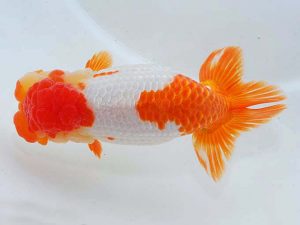 東部本部大会 脇行司二 酒並木辰夫 両毛愛魚 東部本部大会 脇行司二 並木辰夫 両毛愛魚