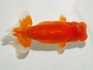 東部本部大会 西大関 斉藤太郎 葛飾愛魚 東部本部大会 西大関 斉藤太郎 葛飾愛魚