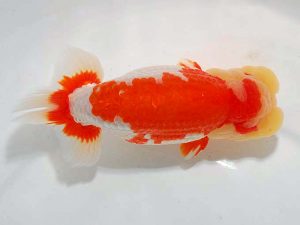 東部本部大会 立行司 稲村俊明 楽友 東部本部大会 立行司 稲村俊明 楽友