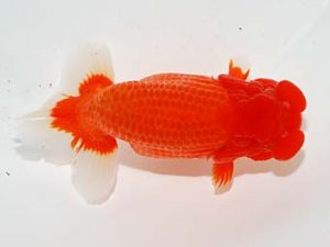 東部本部大会 取締一 船宝 務 房総 東部本部大会 取締一 船宝 務 房総