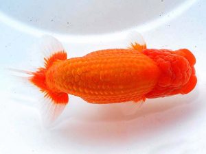 東部本部大会 東関脇 松田 勝 宮城伊達 東部本部大会 東関脇 松田 勝 宮城伊達