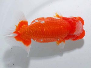 東部本部大会 西関脇 登嶋秀法 喜楽 東部本部大会 西関脇 登嶋秀法 喜楽