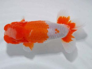 東部本部大会 東小結 加曽利敏幸 房総 東部本部大会 東小結 加曽利敏幸 房総