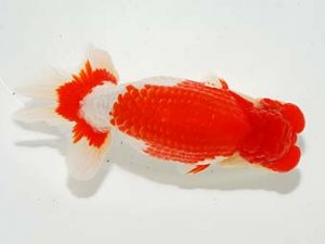 東部本部大会 西小結 花田国昭 常陸 東部本部大会 西小結 花田国昭 常陸