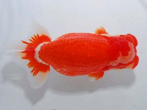 東部本部大会 東大関 黒澤義男 常陸 東部本部大会 東大関 黒澤義男 常陸