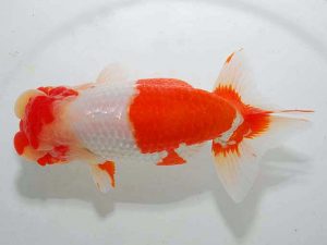 東部本部大会 勧進元一 亀山 修 湘南 東部本部大会 勧進元一 亀山 修 湘南