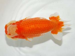 東部本部大会 勧進元二 君塚一博 房総 東部本部大会 勧進元二 君塚一博 房総