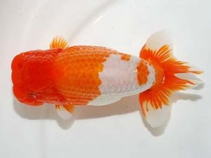 東部本部大会行司一 君塚一博 房総 東部本部大会 行司一 君塚一博 房総