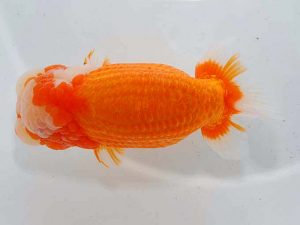 東部本部大会 行司二 君塚一博 房総 東部本部大会 行司二 君塚一博 房総