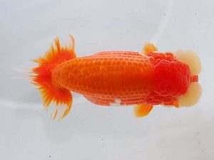 東部本部大会 行司三 目黒康弘 横浜観魚 東部本部大会 行司三 目黒康弘 横浜観魚