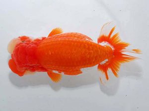 東部本部大会 脇行司一 蝦名敏則 観友 東部本部大会 脇行司一 蝦名敏則 観友