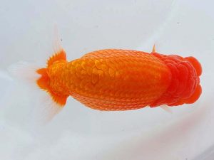 東部本部大会 脇行司二 高田順一 福島 東部本部大会 脇行司二 高田順一 福島