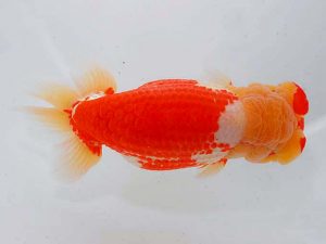 東部本部大会 西大関 高津克人 葛飾愛魚 東部本部大会 西大関 高津克人 葛飾愛魚