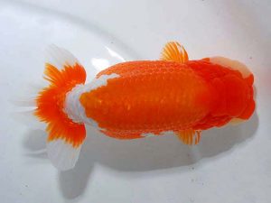 東部本部大会 立行司 君塚一博 房総 東部本部大会 立行司 君塚一博 房総