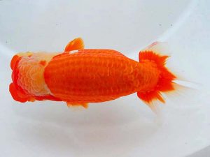 東部本部大会 取締一 大久保義彰 楽友 東部本部大会 取締一 大久保義彰 楽友