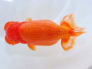 東部本部大会 東関脇 光山郁雄 山形 東部本部大会 東関脇 光山郁雄 山形