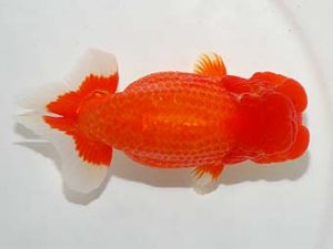 東部本部大会 西関脇 坂場克身 観魚 東部本部大会 西関脇 坂場克身 観魚