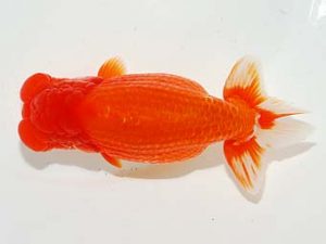 東部本部大会 東小結 酒巻 豊 両毛愛魚 東部本部大会 東小結 酒巻 豊 両毛愛魚