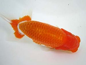 豊橋優遊会　西大関　杉浦久敏　豊橋