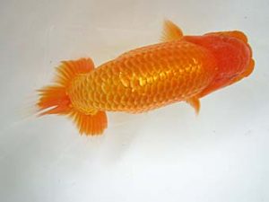 豊橋優遊会　立行司　杉浦久敏　豊橋