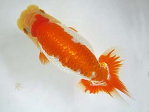 豊橋優遊会　東取締　吉野喜代太　碧南