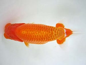 豊橋優遊会　西取締　杉浦久敏　豊橋