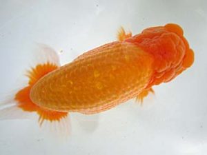 豊橋優遊会　東大関　高津晴彦　可児