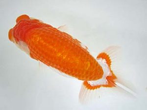 豊橋優遊会　西大関　鈴木初男　西尾