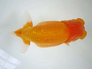 豊橋優遊会　立行司　杉浦久敏　豊橋