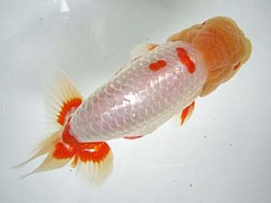 豊橋優遊会　東取締　山田芳人　清須