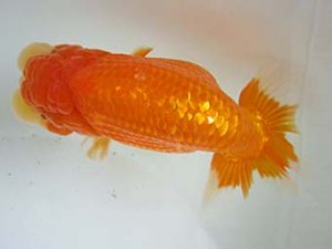 豊橋優遊会　西取締　荒井　西尾