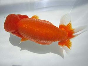 豊橋優遊会　東大関　川口敦司　稲沢