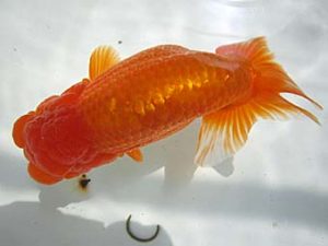 豊橋優遊会　西大関　福井利夫　豊橋