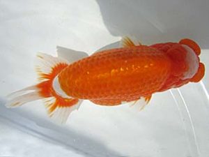 豊橋優遊会　立行司　川口敦司　稲沢