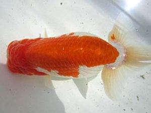 豊橋優遊会　東取締　福井利夫　豊橋