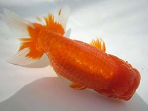 豊橋優遊会　西取締　福井利夫　豊橋