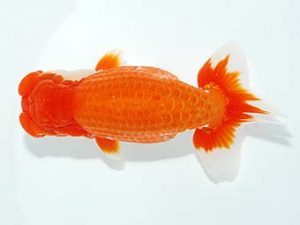 山梨錦城会　東大関　杉浦憲治　飯田